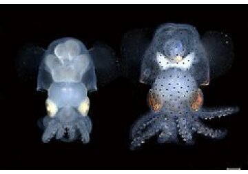 Созданы прозрачные кальмары-альбиносы с видимой нервной системой