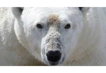 Climate change: Polar bears face starvation threat as ice melts