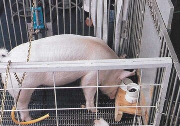 Ученых ошеломили умственные способности свиней