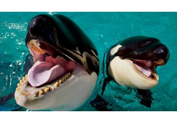 Toothed whales use their nose to produce the loudest sounds, scientists say