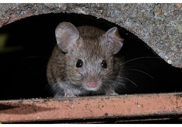 В пустынях Ближнего Востока обнаружили нестареющих мышей