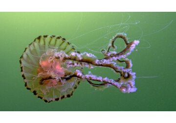 Boom in unusual jellyfish spotted in UK waters