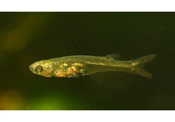 Gills Aloud? Tiny fish found making very big noise