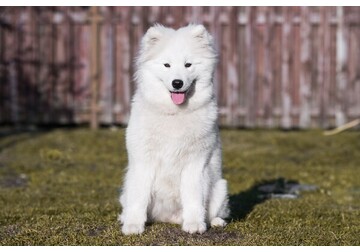 Древнейшая порода собак проявила «музыкальные» способности