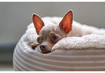 У домашних животных обнаружили новую опасную для людей инфекцию