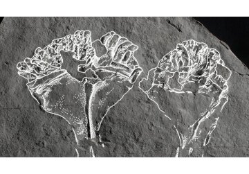 Fossil of 'first animal predator' named after Sir David Attenborough