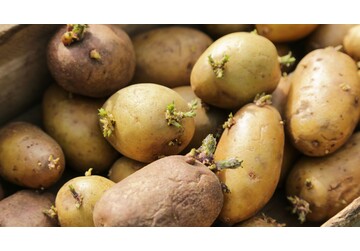 Cartofi încolțiți. Este sau nu sigur să-i mănânci. Răspunsul unui toxicolog te va surprinde