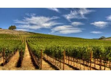 Temperaturile record din Balcani înseamnă pierderi pentru fermieri, dar o veste bună pentru viticultori