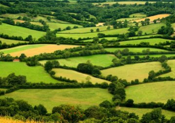 England's hedges would go around Earth ten times