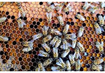 Показано вредное влияние ЛЭП на медоносных пчел