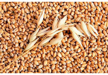 Moldovan government plans to allocate 1,300 tons of food wheat from the state reserve.