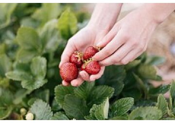 Клубнику признали полезной для работы мозга пожилых людей
