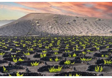 The ingenious wines birthed from black volcanic craters