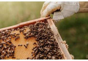 Moldova has increased honey exports 2.1 times over the year - from 900 tons in the first half of 2023 to 1 thousand 900 tons in the same period of 2024