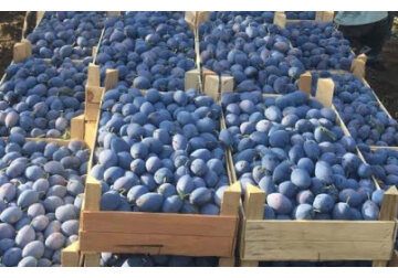 Germany&#039;s largest supermarket chain EDEKA will expand the range of fruits imported directly from Moldovan producers. 