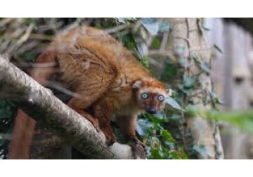 Scientists analyse sound to help endangered animals