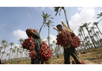 Finicul din Biblie. Simbolul victoriei și legătura surprinzătoare cu sărbătoarea de Florii