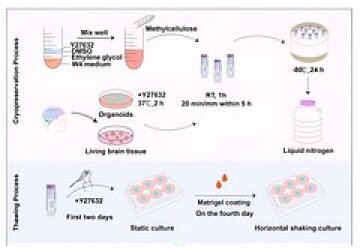 Разработан метод безопасного замораживания мозга