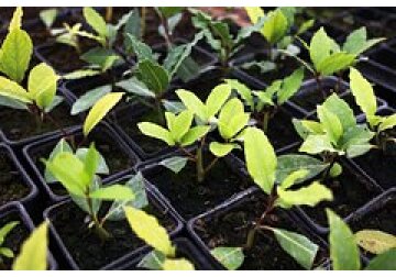 Лавровый лист оказался эффективным средством от вредителей дома и на даче