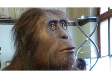 Lucy, the world&#039;s most famous human ancestor, could walk just like us, new research suggests