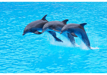 Физики раскрыли секрет скорости и ловкости дельфинов