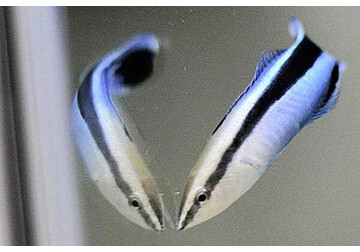 Рыба прошла тест на интеллект, который удавался лишь высокоразвитым млекопитающим