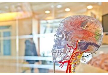 Разгадана столетняя загадка области мозга