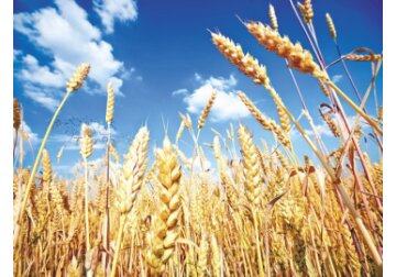 SUA încurajează discret achiziţii de îngrăşăminte ruseşti pentru a debloca comerţul cu cereale