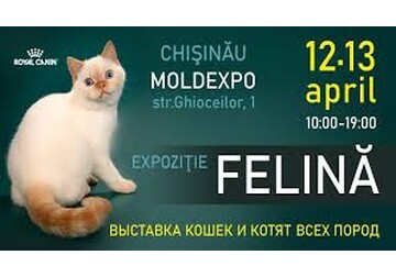 Выставка Kошек и Kотят