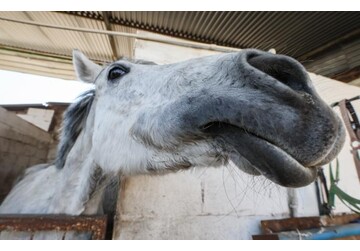 ИИ может начать ставить диагнозы лошадям