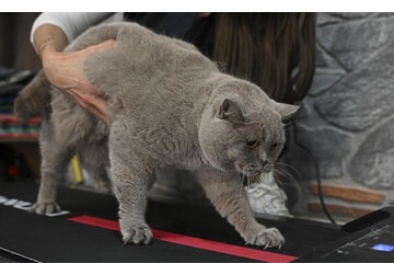 Фармакологи из США начали тестировать имплантат, снижающий вес у кошек