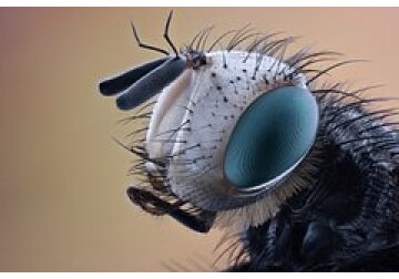 Чувство голода связали с замедлением старения