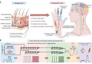 Создана передающая электрические сигналы искусственная кожа