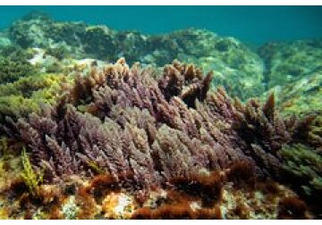 Обнаружены охлаждающие Землю водоросли