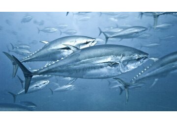 Mercury mystery: Poisonous element persists in tuna