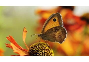 Butterfly numbers 'worryingly low' despite good weather