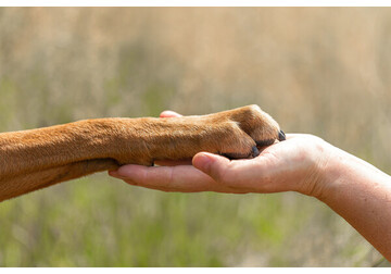 Собака стала лучшим другом человека гораздо раньше, чем считалось