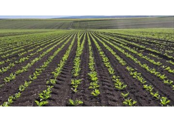 Agro SZM este a doua cea mai mare întreprindere agricolă din Moldova în ceea ce privește suprafața agricolă, cu un indicator de 13,4 mii de hectare.