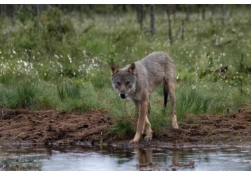 Who killed the last wolf in Wales?