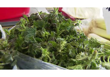 Urzici, super-alimentul primăverii cu puteri medicinale. Ce minuni fac pentru sănătate