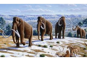 Найдено подтверждение теории "минерального голодания" при вымирании мамонтов