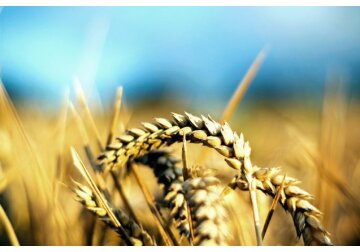 Ucraina: Producţia de grâu ar urma să scadă cu 40%