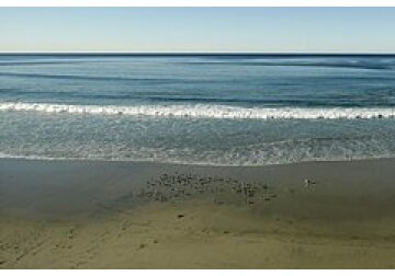 Найдено способное прожить до 15 тысяч лет живое существо