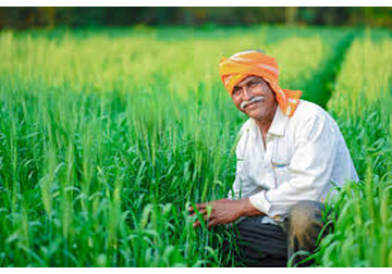 India așteaptă un record la producțiile de grău şi orez