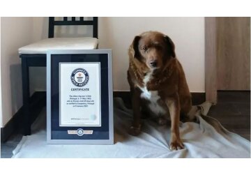 30-year-old Bobi named world's oldest dog ever by Guinness World Records