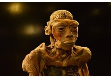 Объяснено появление человеческого мозга