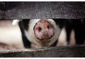 A new case of African swine fever has been registered in the Cahul region.