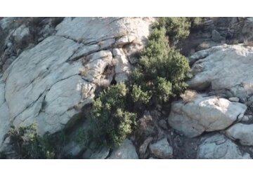 Cel mai bătrân copac de pe planetă, un stejar vechi de 13.000 de ani, s-a „clonat” singur