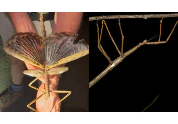 Descoperire fără precedent în Queensland. Ar putea fi cea mai grea specie cunoscută vreodată în Australia