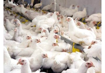 Turcia limitează exporturile de carne de pui pentru a stăvili creşterea puternică a preţurilor